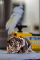 Freckles , a female English Bulldog for sale in Orlando, FL – Photo 2 of 7