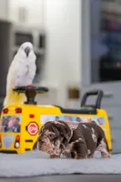 Freckles , a female English Bulldog for sale in Orlando, FL – Photo 4 of 7