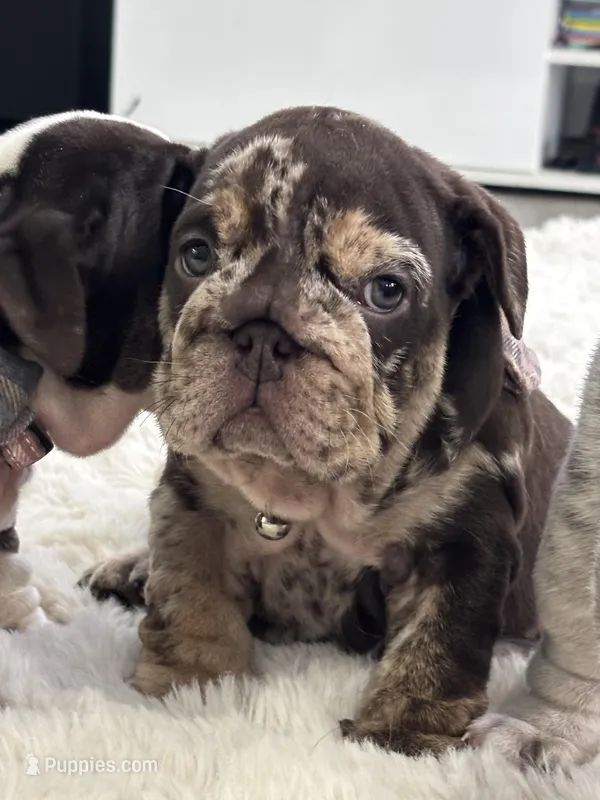 Freckles , a female English Bulldog for sale in Orlando, FL – Photo 1 of 7