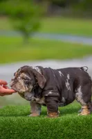 Freckles , a female English Bulldog for sale in Orlando, FL – 3 of 8
