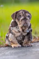 Freckles , a female English Bulldog for sale in Orlando, FL – Photo 3 of 5