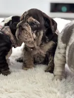 Freckles , a female English Bulldog for sale in Orlando, FL – Photo 7 of 7