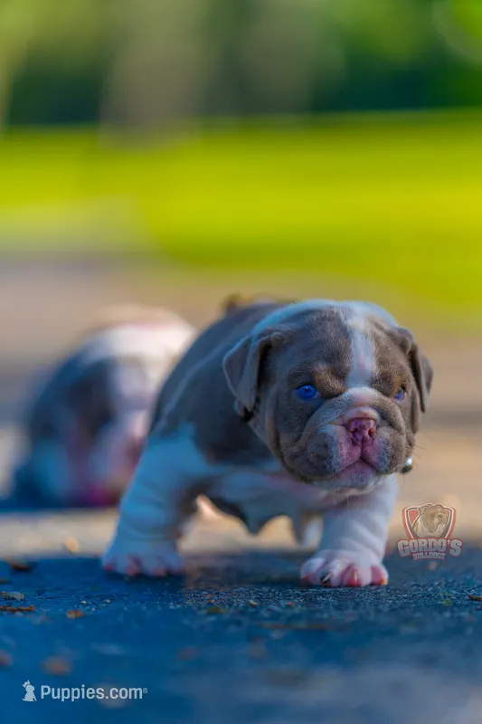 Max – English Bulldog puppy for sale in Orlando, FL