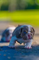 Max, a male English Bulldog for sale in Orlando, FL – 1 of 4