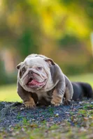 processed/650ce8a0-a9b4-4641-9f79-0cd539f90854/listing/d67e237b-a6d2-4200-afb5-7abc2eea9b18/8d4bae0d-a842-4a93-a260-29b9538cb218