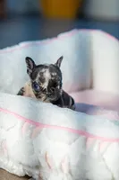 Tick, a male French Bulldog for sale in Orlando, FL – 10 of 10