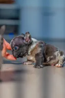 Tick, a male French Bulldog for sale in Orlando, FL – 8 of 10