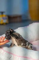 Tick, a male French Bulldog for sale in Orlando, FL – 7 of 10