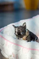 Tick, a male French Bulldog for sale in Orlando, FL – 9 of 10