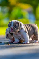 Max, a male English Bulldog for sale in Orlando, FL – 3 of 4