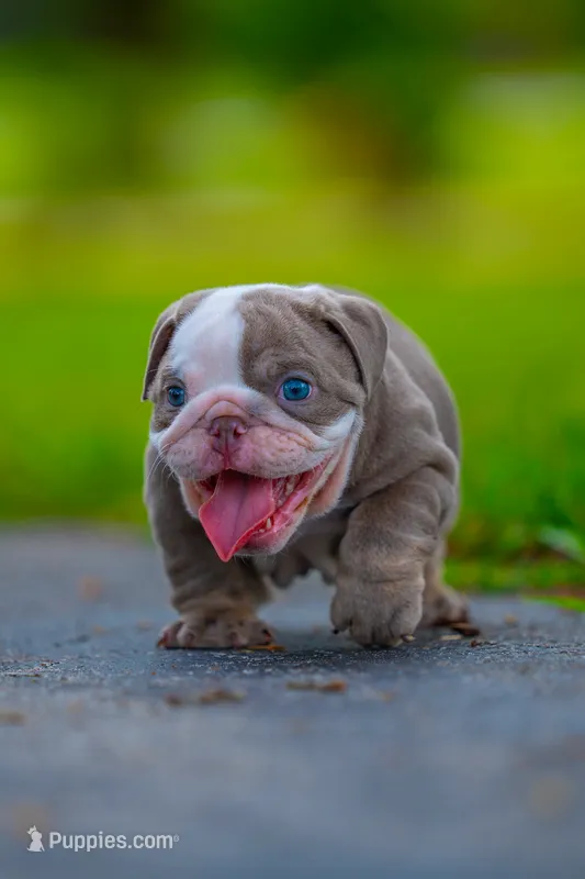 Gus – English Bulldog puppy for sale in Orlando, FL