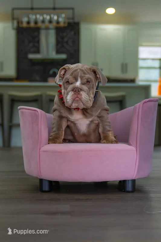 Cupcake – English Bulldog puppy for sale in Orlando, FL
