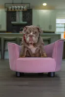Cupcake, a female English Bulldog for sale in Orlando, FL – 2 of 8