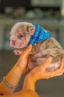 Rex, a male English Bulldog for sale in Orlando, FL – 2 of 2