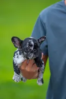 Tick, a male French Bulldog for sale in Orlando, FL – 2 of 10