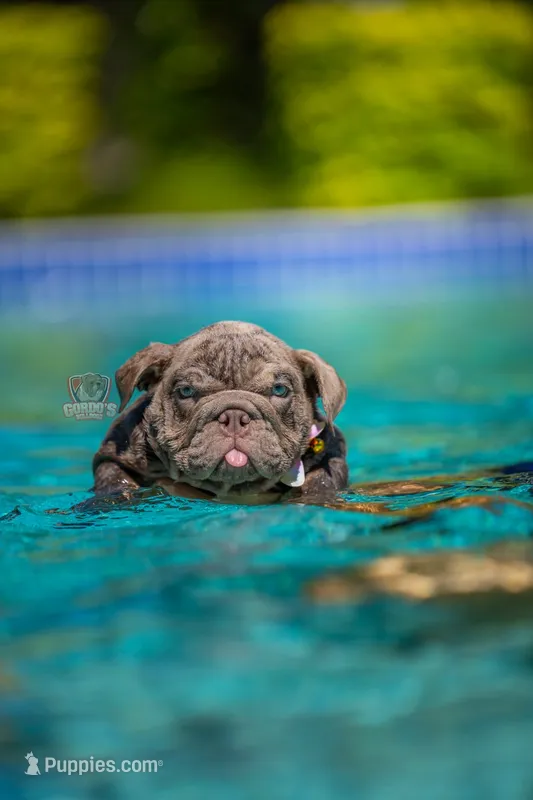 Candy – English Bulldog puppy for sale in Orlando, FL