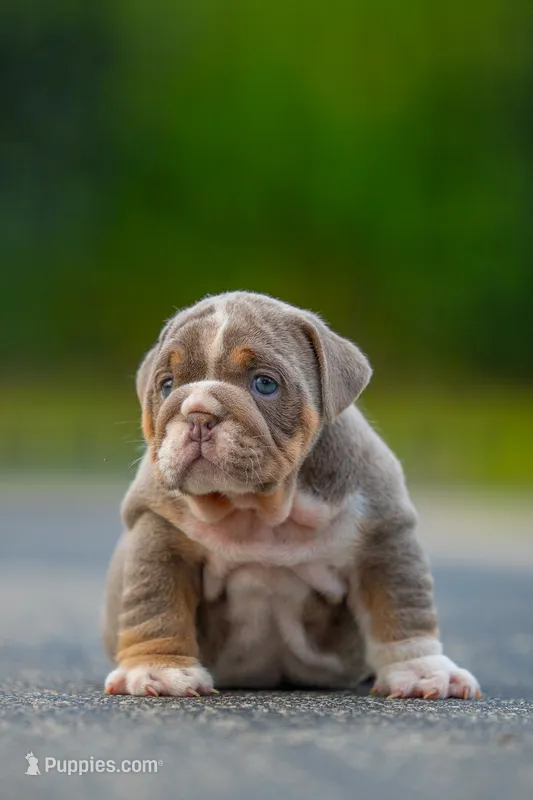 Bruno – English Bulldog puppy for sale in Orlando, FL