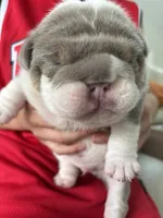 Tank, a male English Bulldog for sale in Orlando, FL – 2 of 4