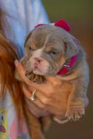 Daisy , a female English Bulldog for sale in Orlando, FL – 2 of 6