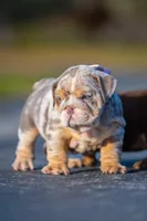 processed/650ce8a0-a9b4-4641-9f79-0cd539f90854/listing/f1d0b3ac-9bb5-409d-8f75-7fe6de5193c5/19ce76fe-823d-4a5e-adf3-6b01efa7d850