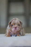 processed/650ce8a0-a9b4-4641-9f79-0cd539f90854/listing/f1d0b3ac-9bb5-409d-8f75-7fe6de5193c5/1e9c8349-d072-45a3-9b7a-9aac925bbd51