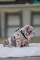 processed/650ce8a0-a9b4-4641-9f79-0cd539f90854/listing/f1d0b3ac-9bb5-409d-8f75-7fe6de5193c5/528cb46b-06f2-47be-954e-ec103c3ded3c