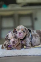 processed/650ce8a0-a9b4-4641-9f79-0cd539f90854/listing/f1d0b3ac-9bb5-409d-8f75-7fe6de5193c5/7d5b6817-8d8d-4643-ba27-d18b82ee1ecd