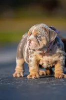 processed/650ce8a0-a9b4-4641-9f79-0cd539f90854/listing/f1d0b3ac-9bb5-409d-8f75-7fe6de5193c5/9944534c-036a-4240-844b-00985de41e04