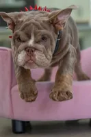 Cupcake, a female English Bulldog for sale in Orlando, FL – 5 of 8