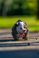 Emily , a female English Bulldog for sale in Orlando, FL – 3 of 9