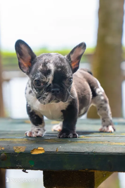 Tick – French Bulldog puppy for sale in Orlando, FL
