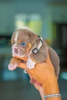 Bruno, a male English Bulldog for sale in Orlando, FL – 2 of 2
