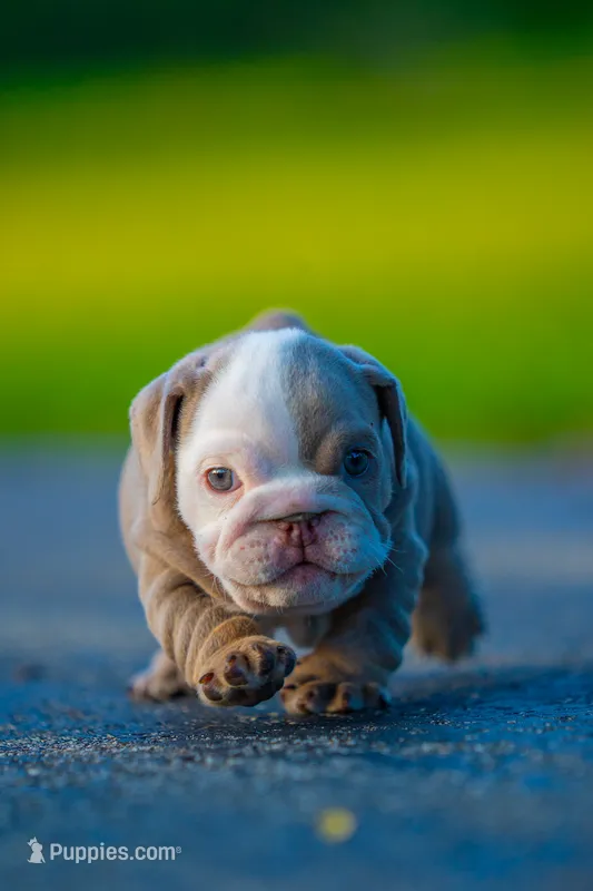 Emily  – English Bulldog puppy for sale in Orlando, FL