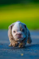 Emily , a female English Bulldog for sale in Orlando, FL – 5 of 9