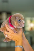 Daisy , a female English Bulldog for sale in Orlando, FL – 4 of 6