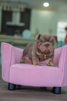 Candy, a female English Bulldog for sale in Orlando, FL – 7 of 9