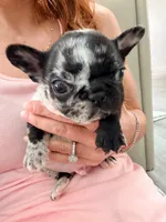 Tick, a male French Bulldog for sale in Orlando, FL – 2 of 10