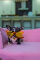 Tick, a male French Bulldog for sale in Orlando, FL – 5 of 10