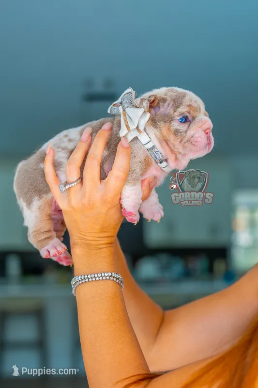 King – English Bulldog puppy for sale in Orlando, FL
