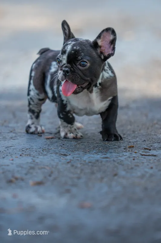 Tick – French Bulldog puppy for sale in Orlando, FL
