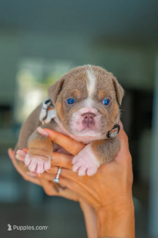 Bruno – English Bulldog puppy for sale in Orlando, FL