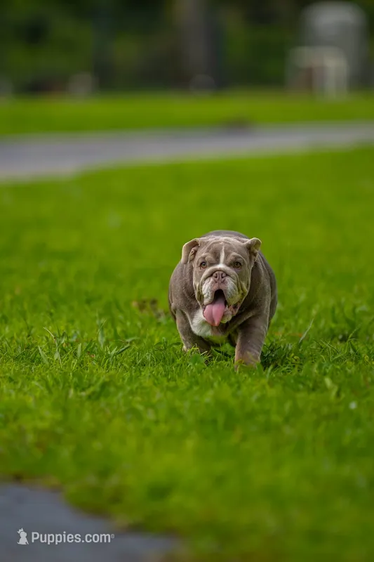 Cupcake – English Bulldog puppy for sale in Orlando, FL