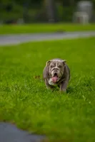 Cupcake, a female English Bulldog for sale in Orlando, FL – 3 of 10