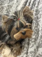 Kobe, a male Yorkshire Terrier for sale in Tempe, AZ – Photo 1 of 3