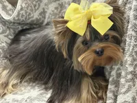 Kobe, a male Yorkshire Terrier for sale in Tempe, AZ – Photo 2 of 3