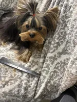 Kobe, a male Yorkshire Terrier for sale in Tempe, AZ – Photo 3 of 3
