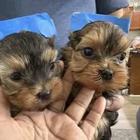 cyrus Akc, a male Yorkshire Terrier for sale in Tempe, AZ – Photo 2 of 3