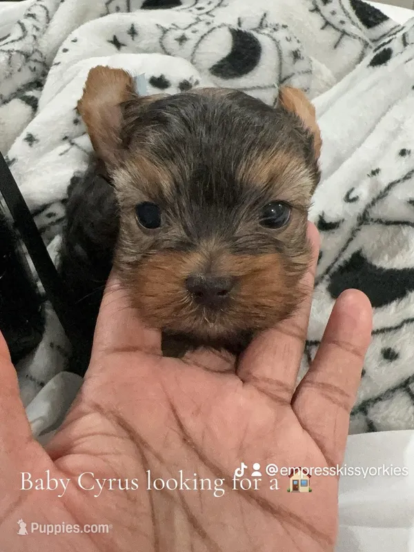cyrus Akc – Yorkshire Terrier puppy for sale in Tempe, AZ