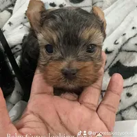 cyrus Akc, a male Yorkshire Terrier for sale in Tempe, AZ – Photo 1 of 3