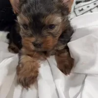 cyrus Akc, a male Yorkshire Terrier for sale in Tempe, AZ – Photo 3 of 3